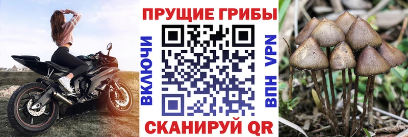Псилоцибиновые грибы Cubensis  мориарти официальный сайт  Ворсма 